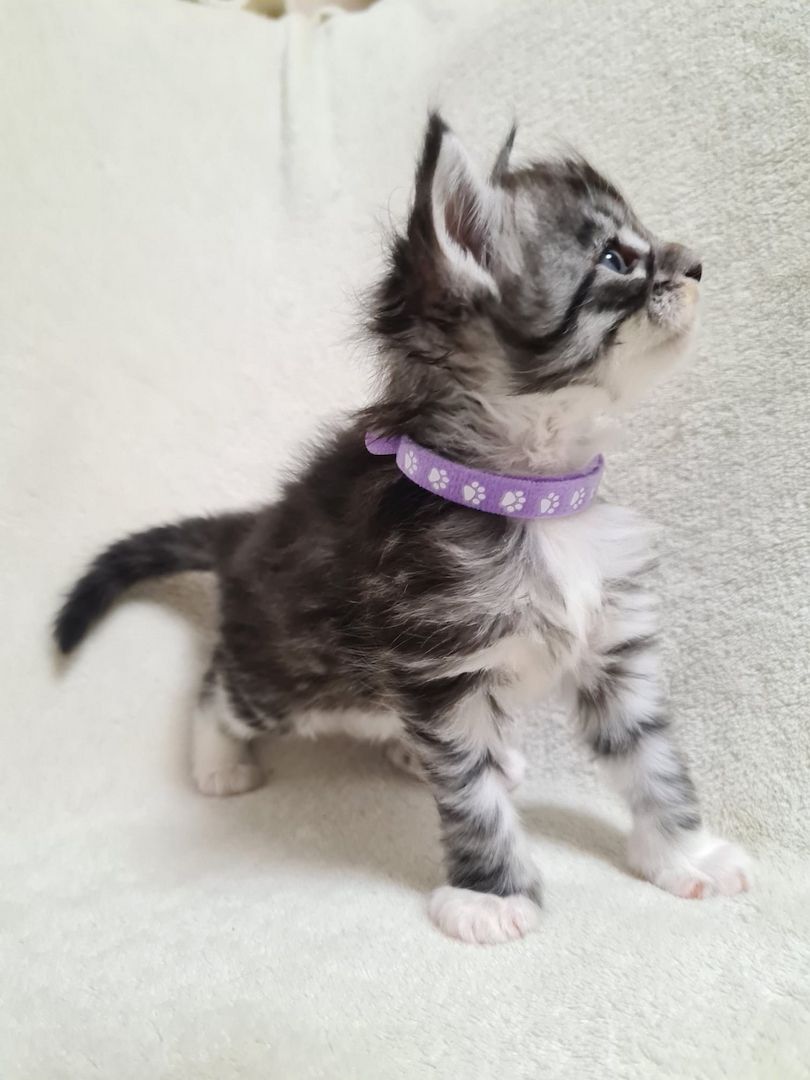 Reinrassige maine coon kitten