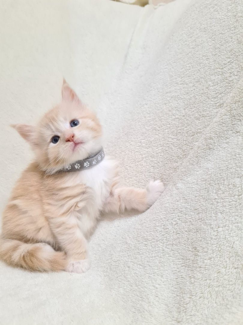 Reinrassige maine coon kitten