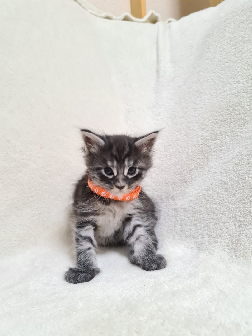 Reinrassige maine coon kitten