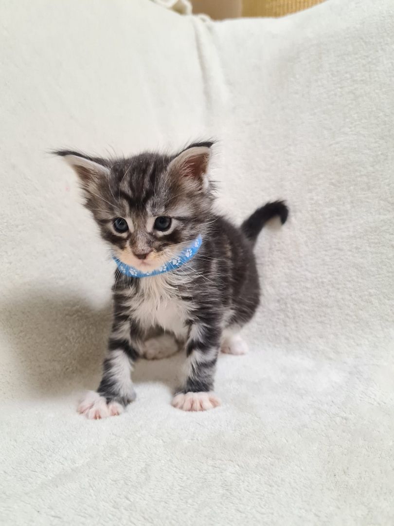 Reinrassige maine coon kitten