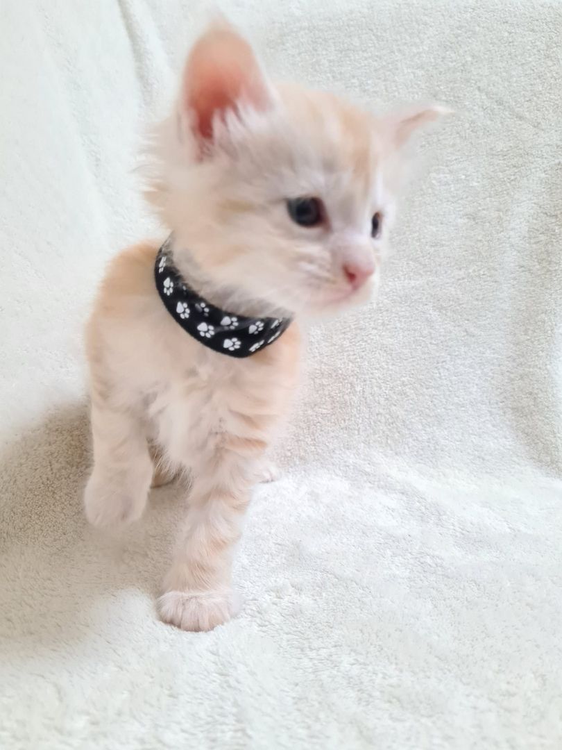 Reinrassige maine coon kitten