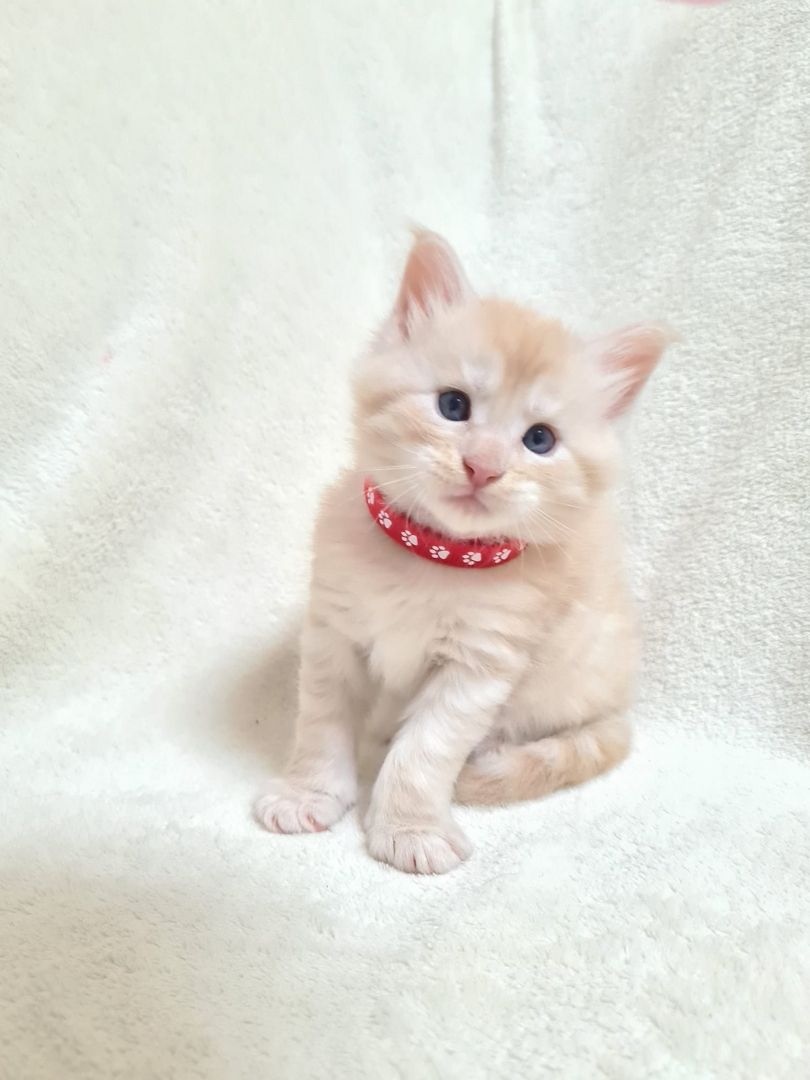 Reinrassige maine coon kitten
