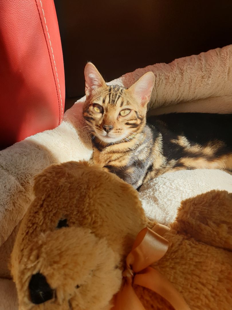 Bengal Marmor Katze mit Stammbaum