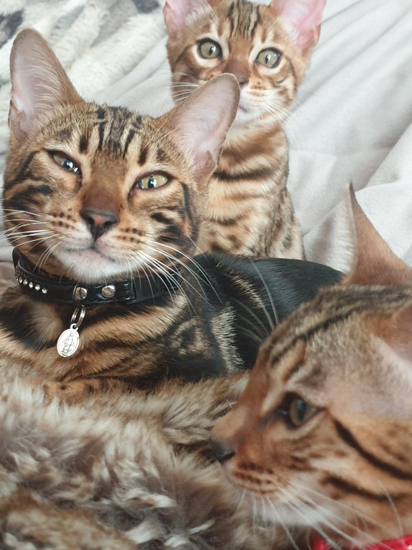 Bengal Marmor Katze mit Stammbaum