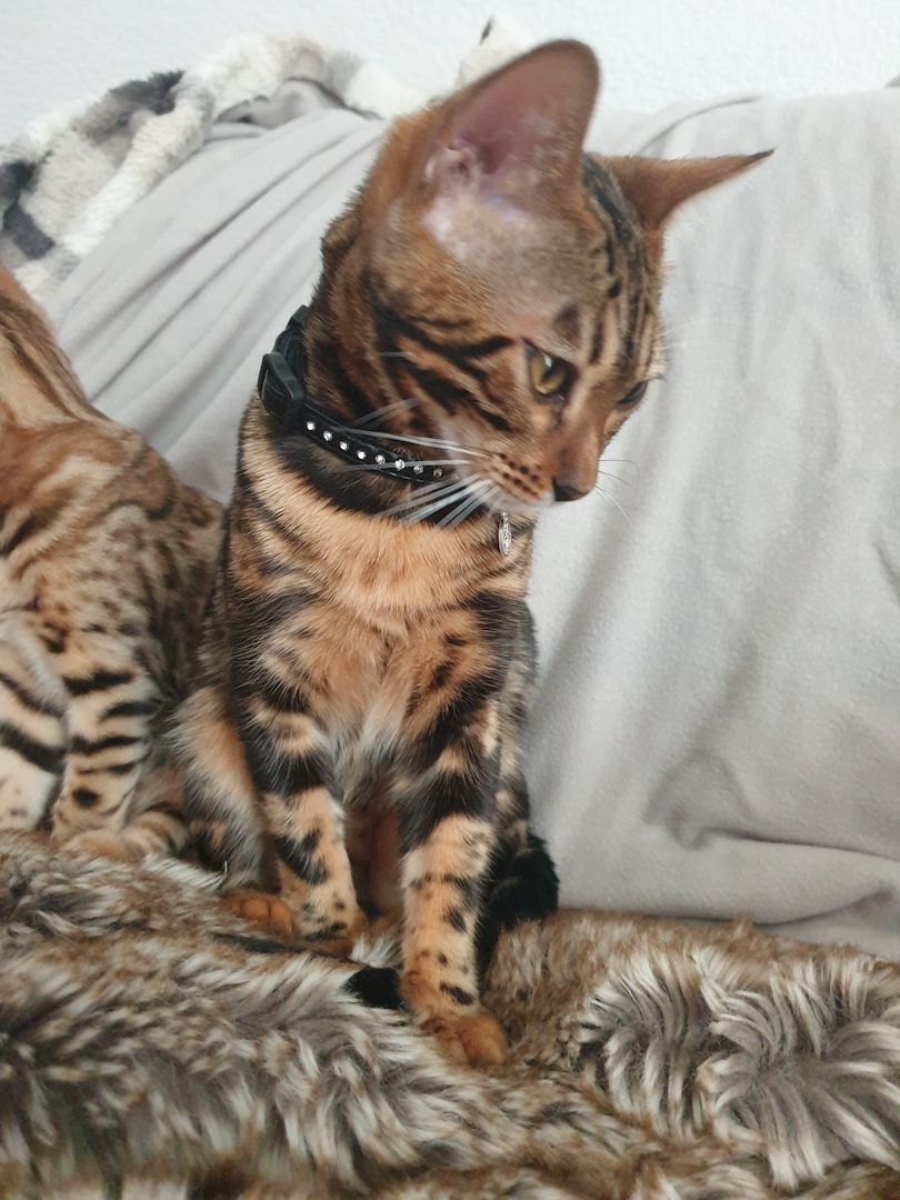 Bengal Marmor Katze mit Stammbaum