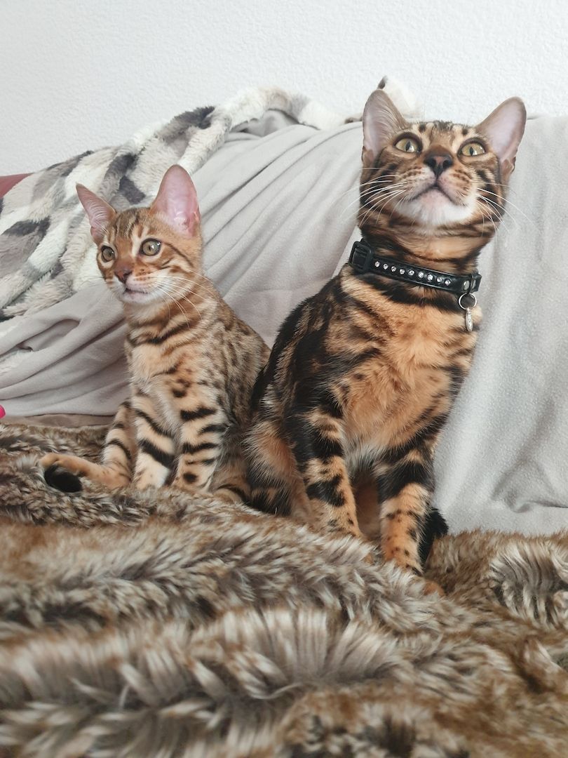 Bengal Marmor Katze mit Stammbaum