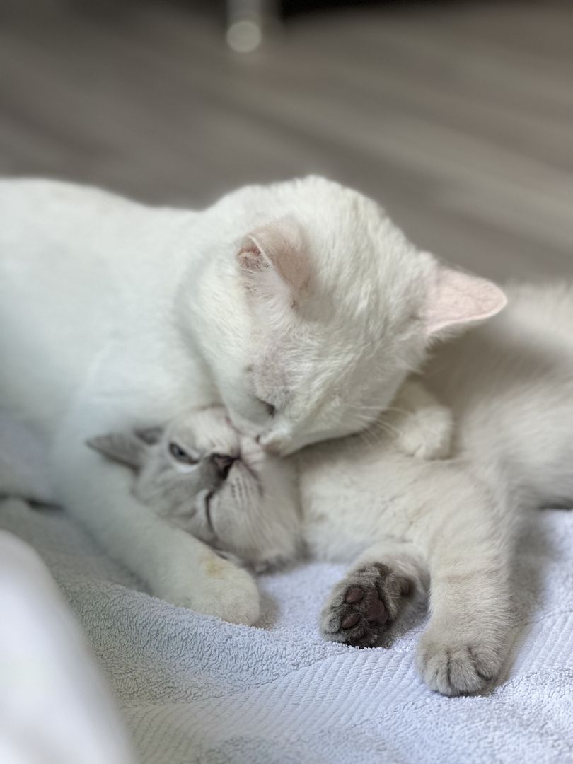 liebevolle kitten suches ein sicheres und warmes zuhause liebevolle kitten suches ein sicheres und warmes zuhause
