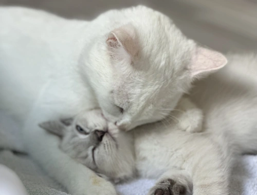 liebevolle kitten suches ein sicheres und warmes zuhause