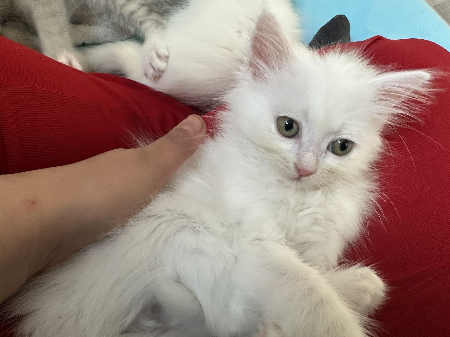 liebevolle kitten suches ein sicheres und warmes zuhause liebevolle kitten suches ein sicheres und warmes zuhause
