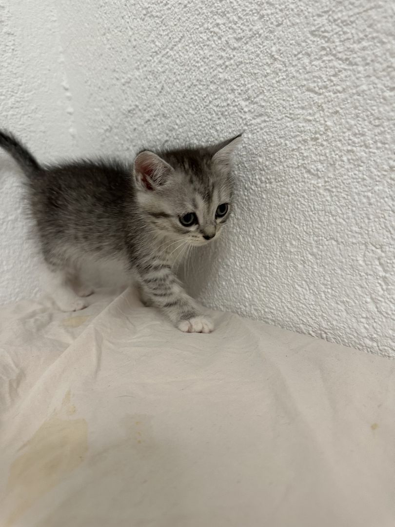 liebevolle kitten suches ein sicheres und warmes zuhause liebevolle kitten suches ein sicheres und warmes zuhause