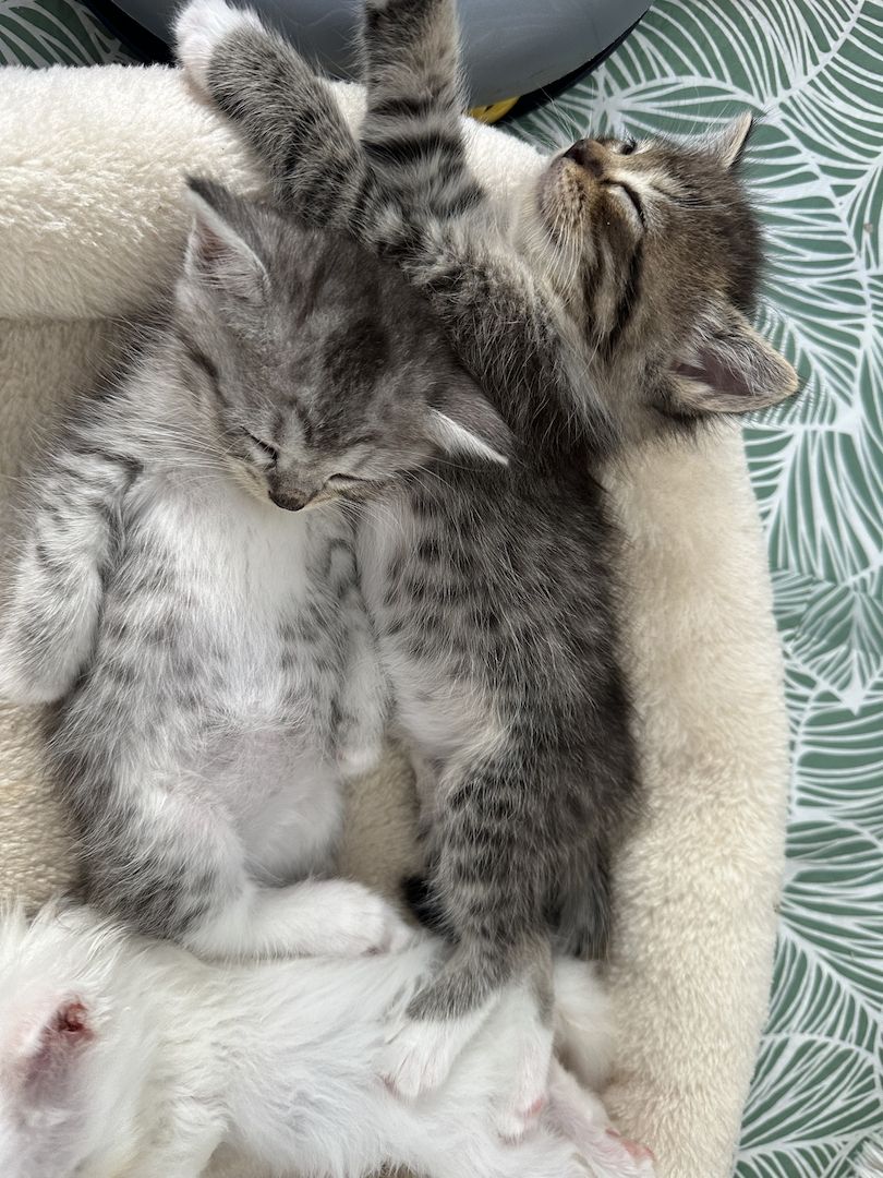 liebevolle kitten suches ein sicheres und warmes zuhause liebevolle kitten suches ein sicheres und warmes zuhause