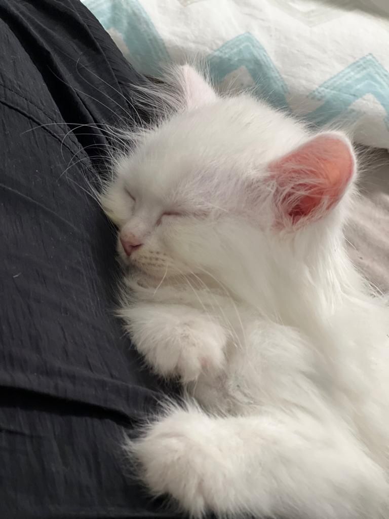 liebevolle kitten suches ein sicheres und warmes zuhause liebevolle kitten suches ein sicheres und warmes zuhause