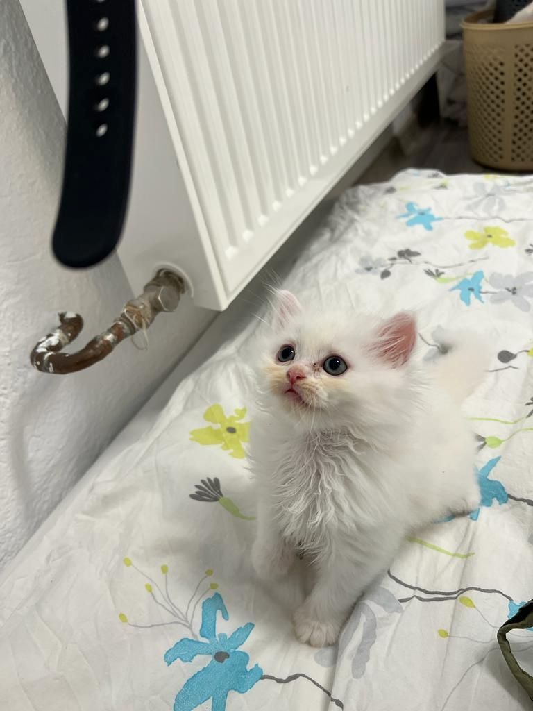 liebevolle kitten suches ein sicheres und warmes zuhause liebevolle kitten suches ein sicheres und warmes zuhause