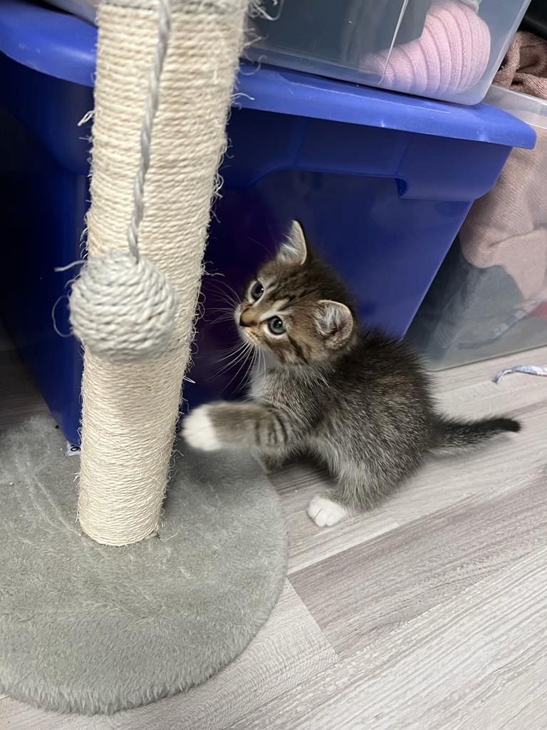 liebevolle kitten suches ein sicheres und warmes zuhause liebevolle kitten suches ein sicheres und warmes zuhause