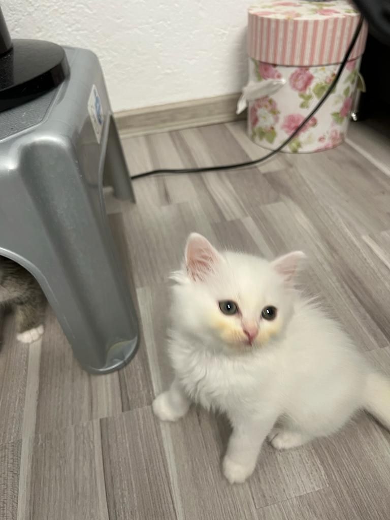 liebevolle kitten suches ein sicheres und warmes zuhause liebevolle kitten suches ein sicheres und warmes zuhause