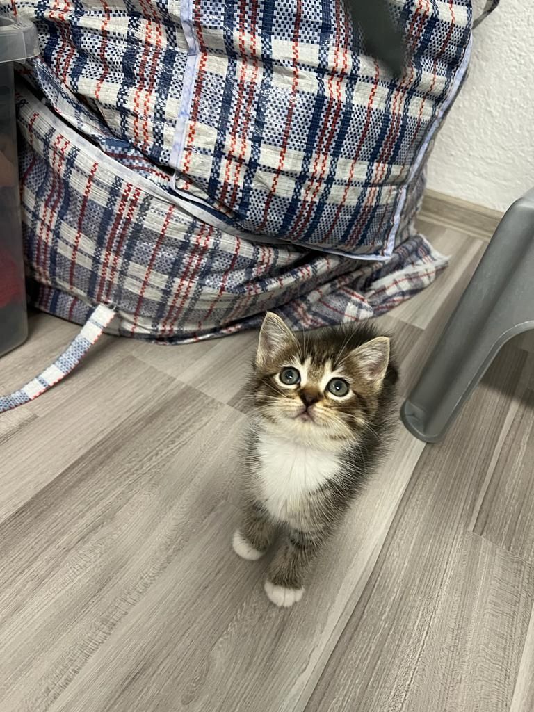 liebevolle kitten suches ein sicheres und warmes zuhause liebevolle kitten suches ein sicheres und warmes zuhause