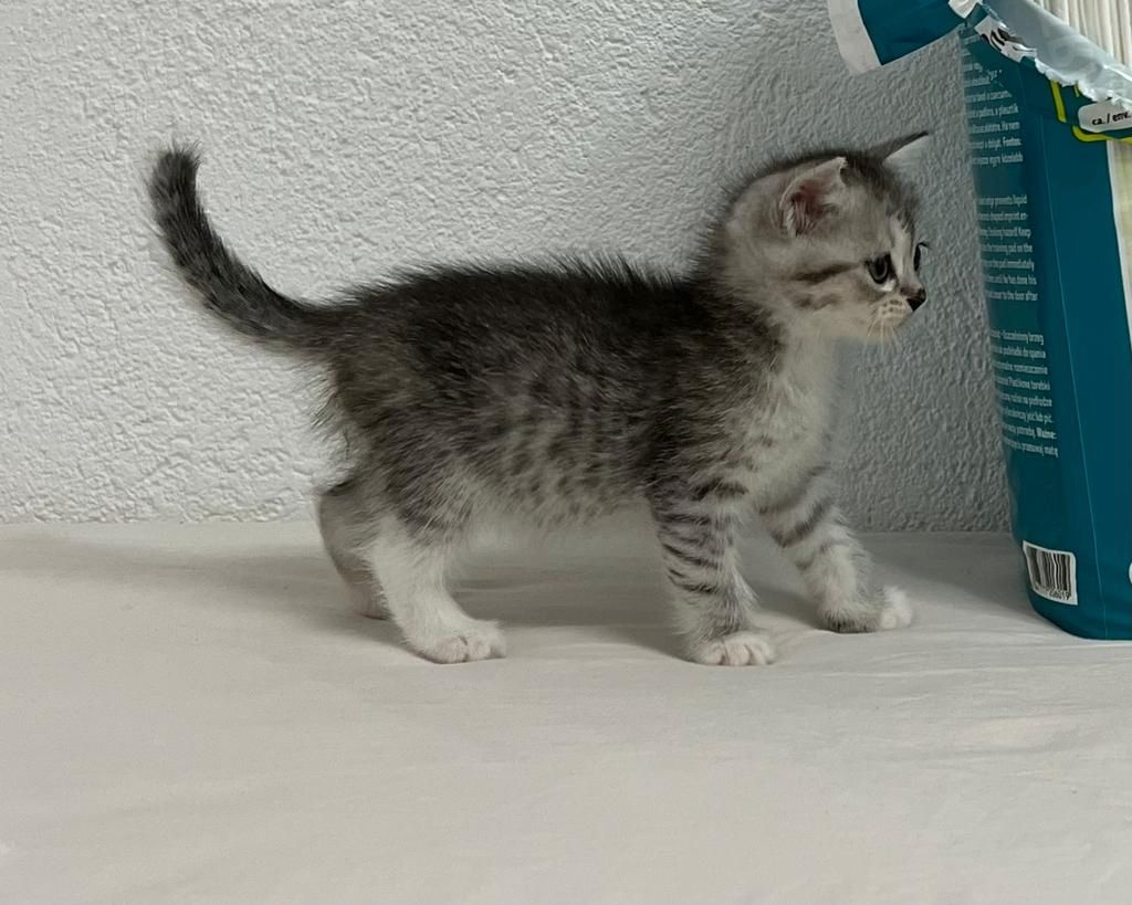 liebevolle kitten suches ein sicheres und warmes zuhause liebevolle kitten suches ein sicheres und warmes zuhause