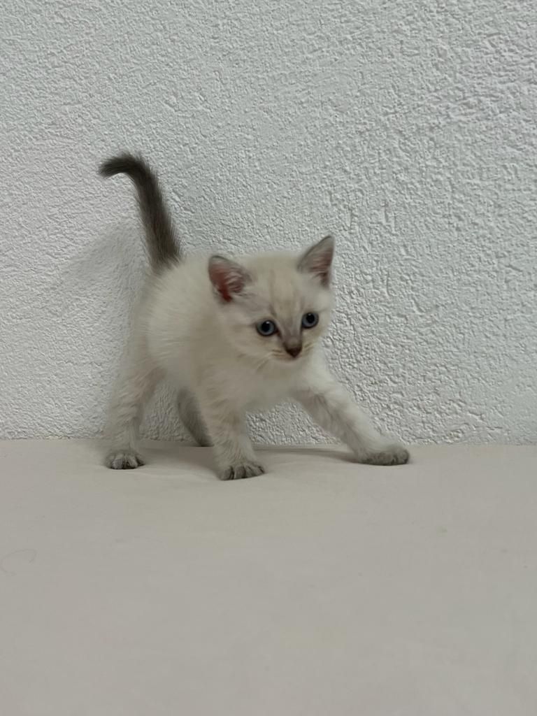 liebevolle kitten suches ein sicheres und warmes zuhause liebevolle kitten suches ein sicheres und warmes zuhause