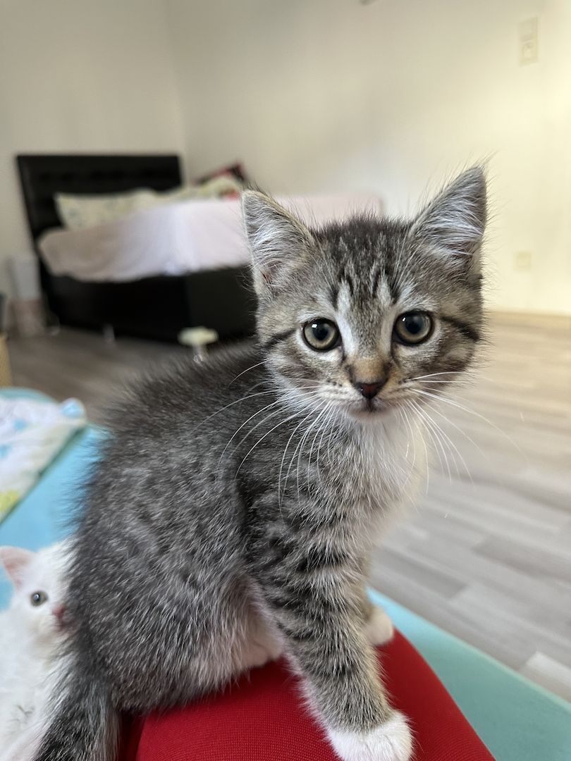 liebevolle kitten suches ein sicheres und warmes zuhause liebevolle kitten suches ein sicheres und warmes zuhause