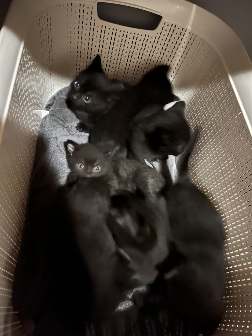 Kleine Kitzen suchen neues Zuhause