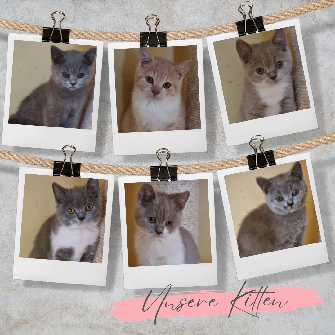 Schicke, reinrassige Britisch Kurzhaar Katzen (BKH) aus liebevoller Hobbyzucht