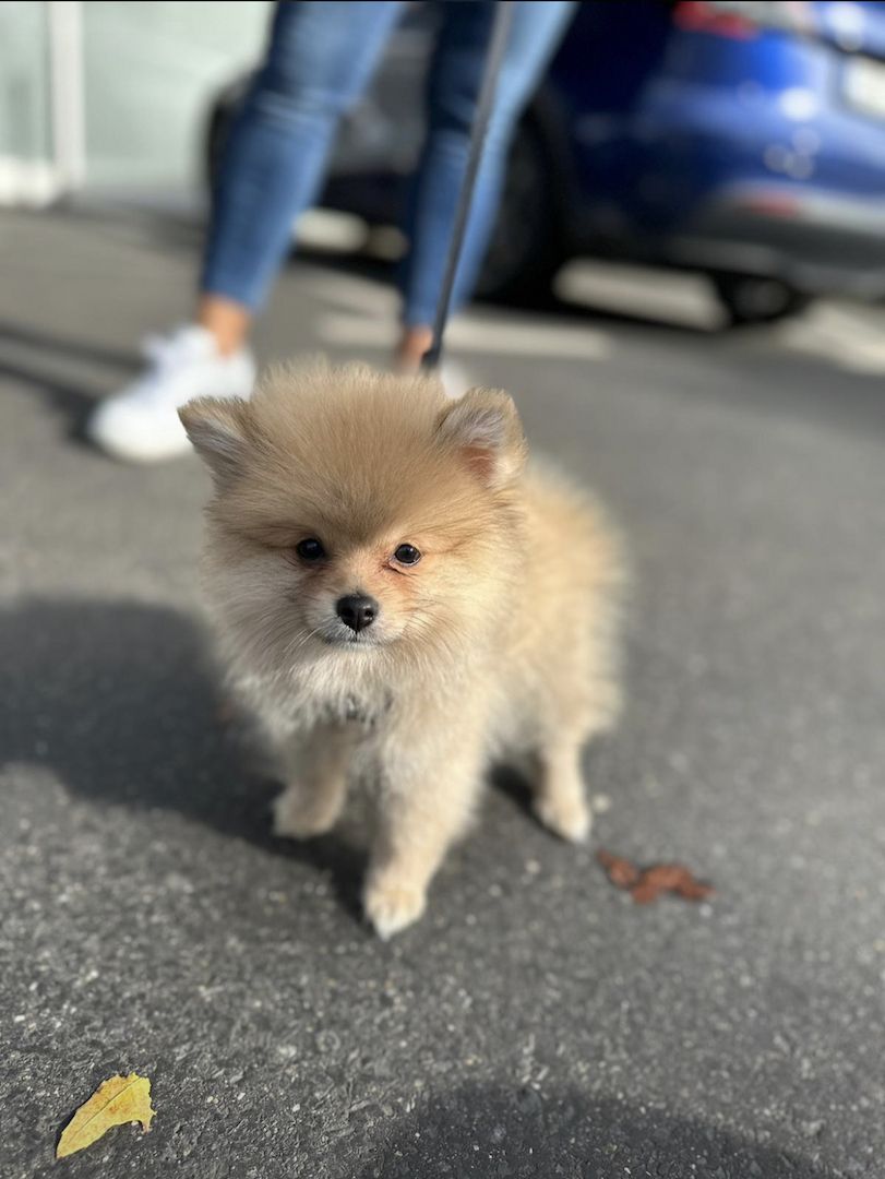 Zwergspitz Pomeranian Welpe  5 Monate alt