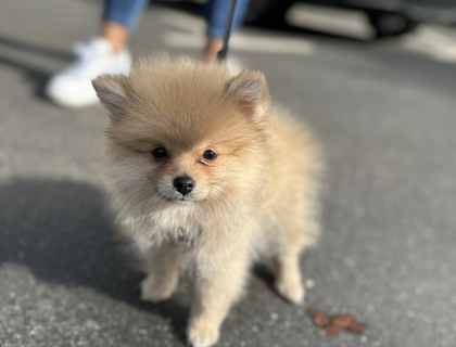 Zwergspitz Pomeranian Welpe  5 Monate alt