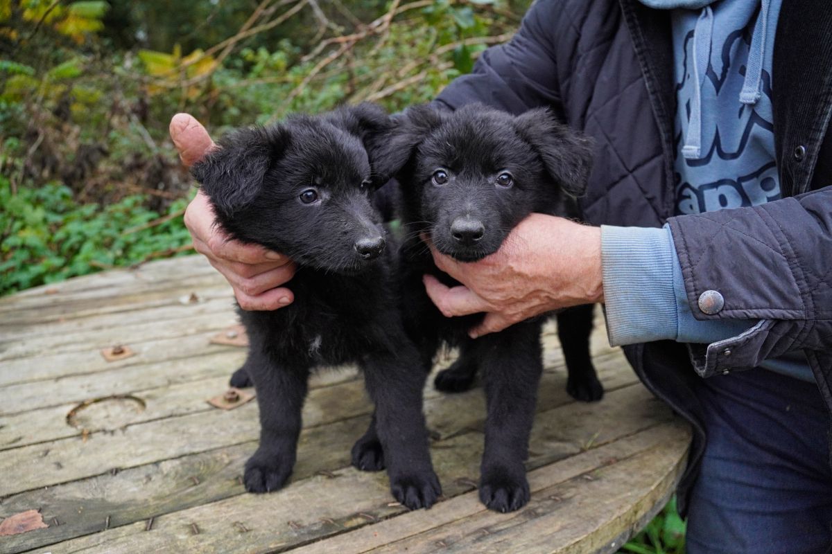Altdeutsche Schäferhund Welpen