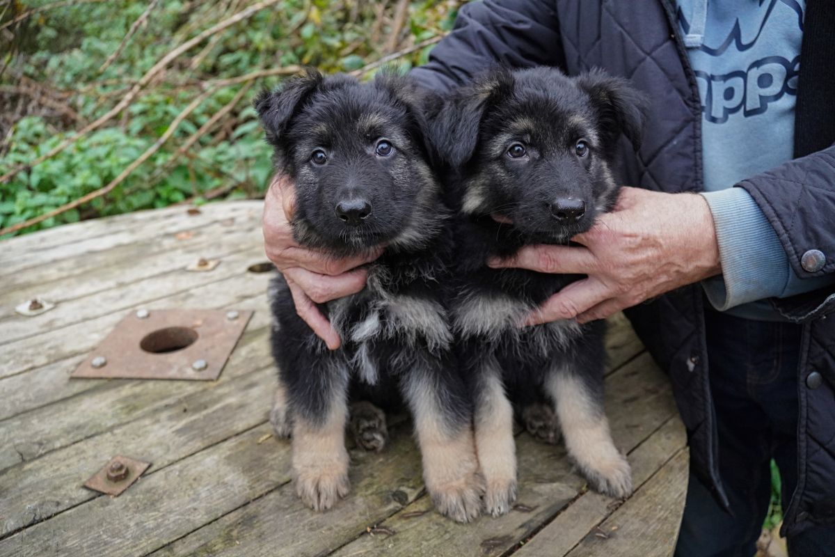 Altdeutsche Schäferhund Welpen