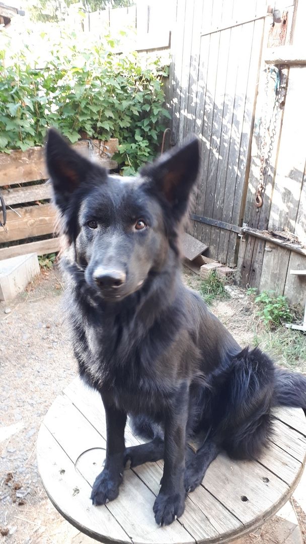 Altdeutsche Schäferhund Welpen