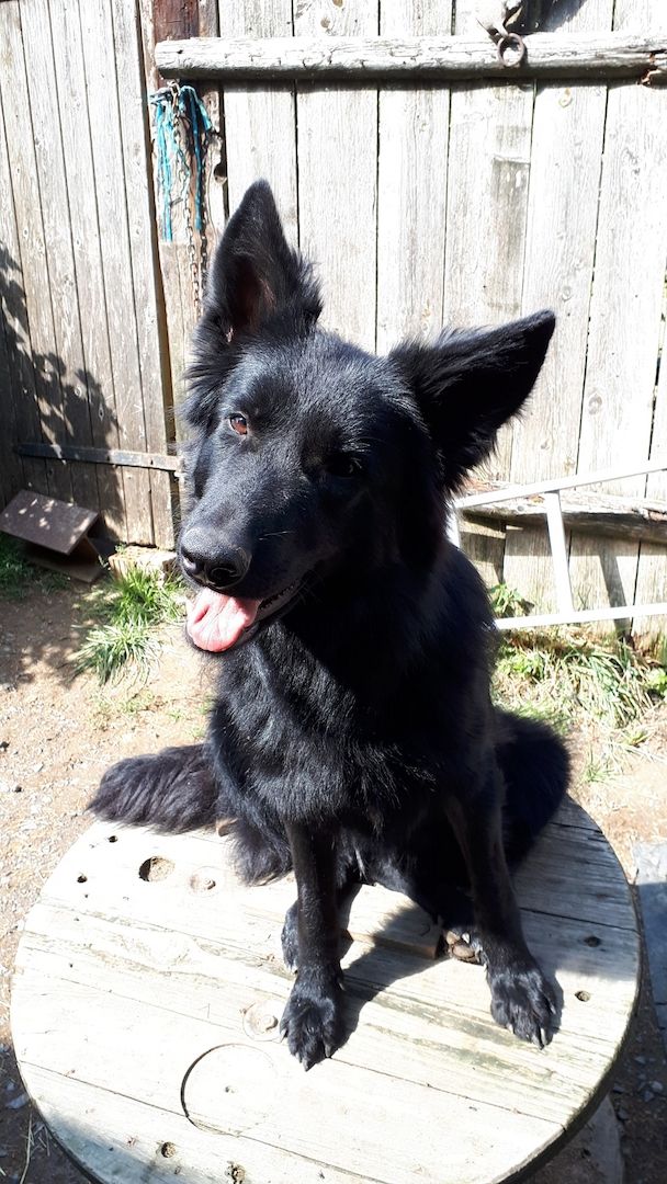 Altdeutsche Schäferhund Welpen