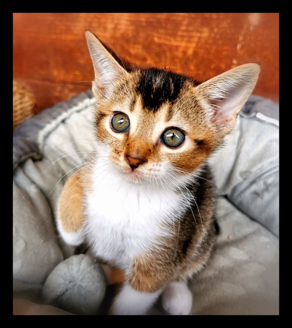 Einzigartige Abessinier/Cashmerebengal mix suchen IHREN Herzensmenschen