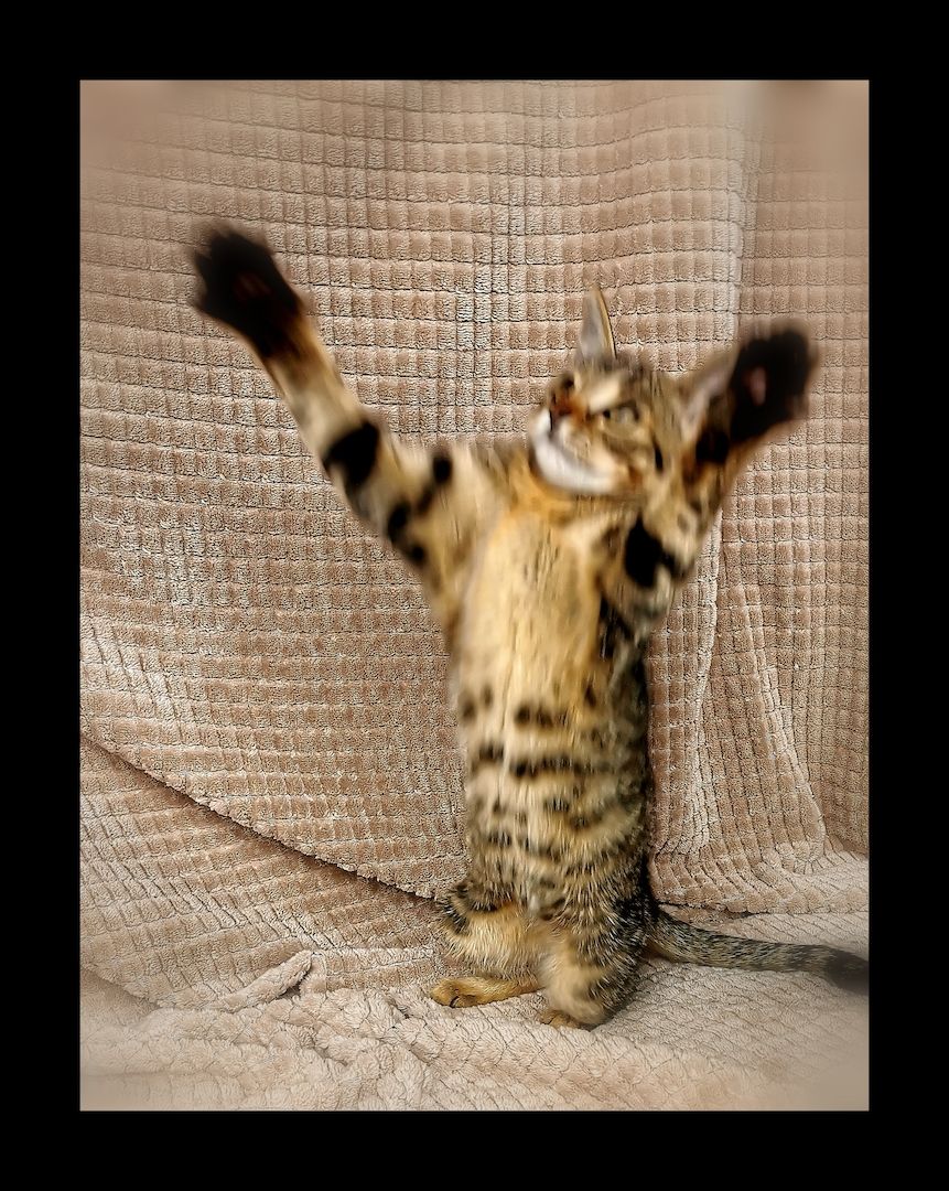 Einzigartige Abessinier/Cashmerebengal mix suchen IHREN Herzensmenschen