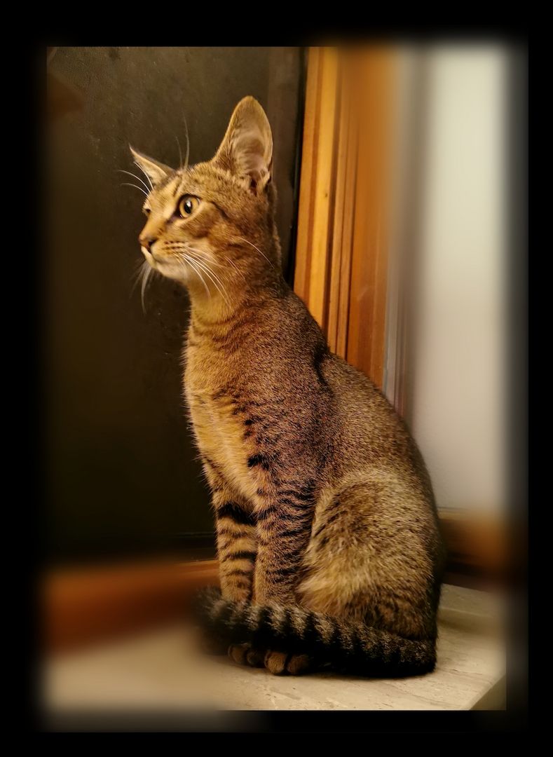 Einzigartige Abessinier/Cashmerebengal mix suchen IHREN Herzensmenschen