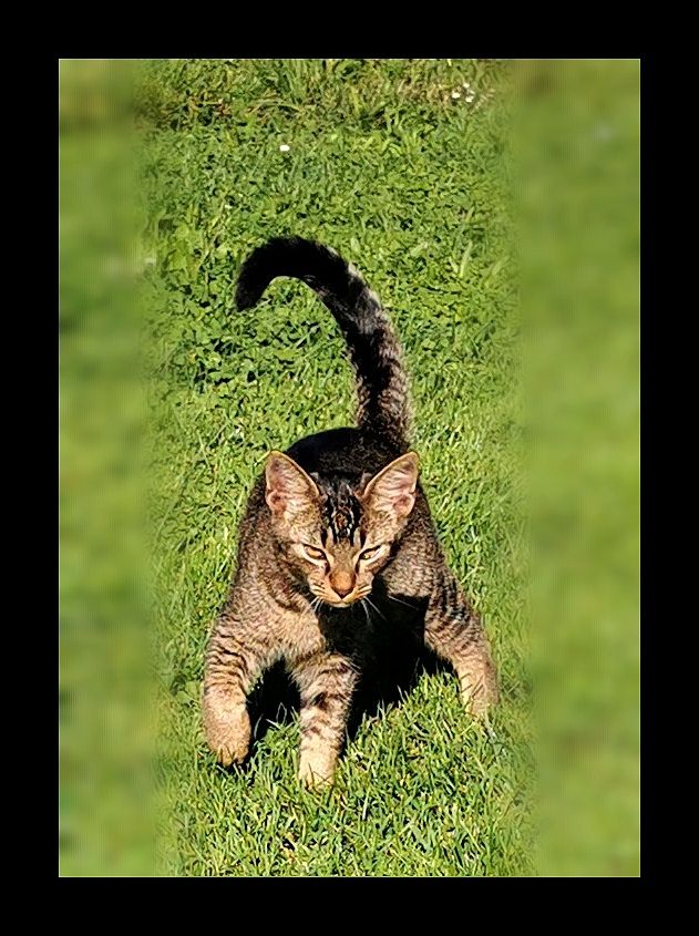 Einzigartige Abessinier/Cashmerebengal mix suchen IHREN Herzensmenschen