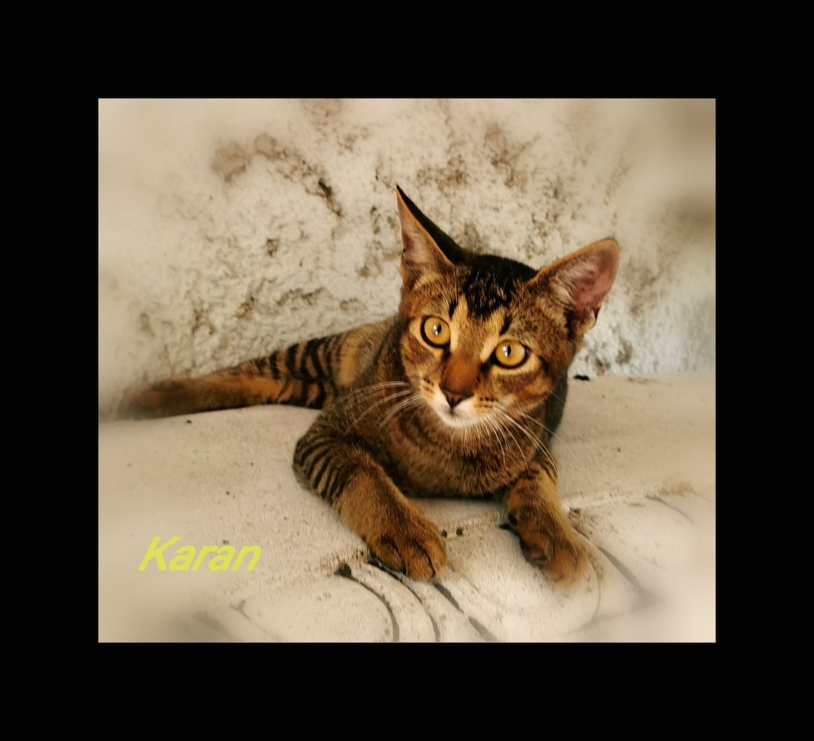 Einzigartige Abessinier/Cashmerebengal mix suchen IHREN Herzensmenschen