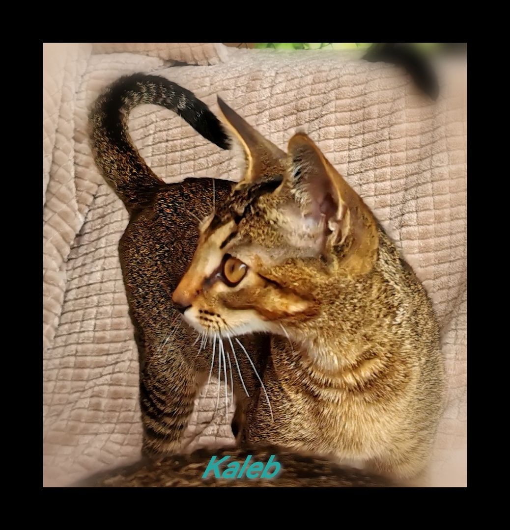 Einzigartige Abessinier/Cashmerebengal mix suchen IHREN Herzensmenschen