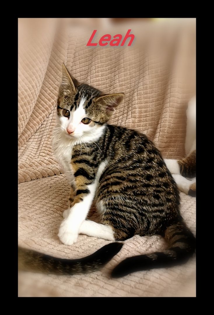 Einzigartige Abessinier/Cashmerebengal mix suchen IHREN Herzensmenschen