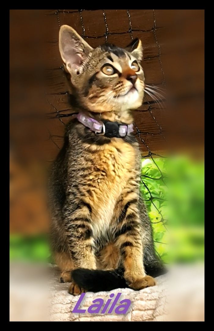 Einzigartige Abessinier/Cashmerebengal mix suchen IHREN Herzensmenschen