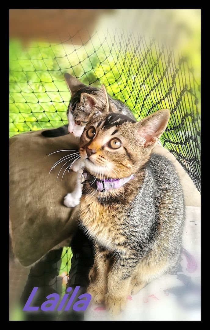 Einzigartige Abessinier/Cashmerebengal mix suchen IHREN Herzensmenschen