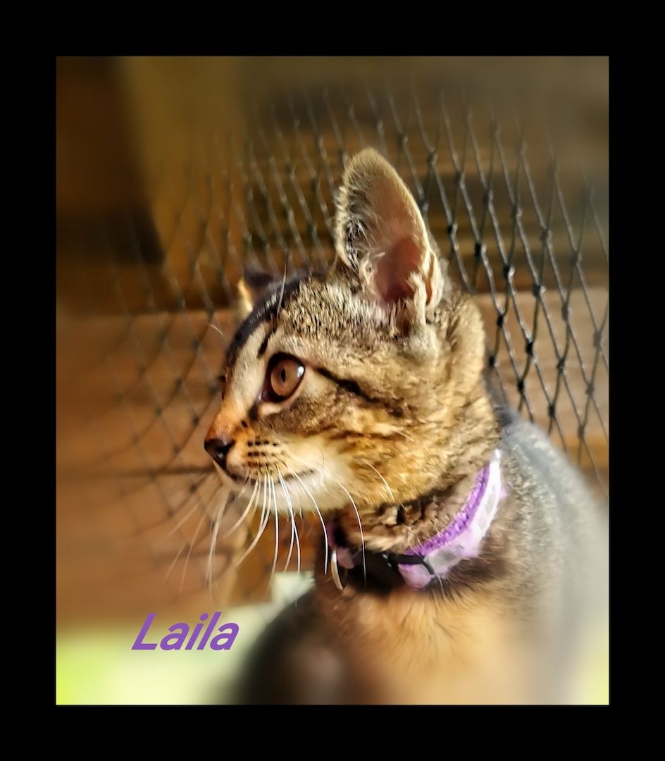 Einzigartige Abessinier/Cashmerebengal mix suchen IHREN Herzensmenschen