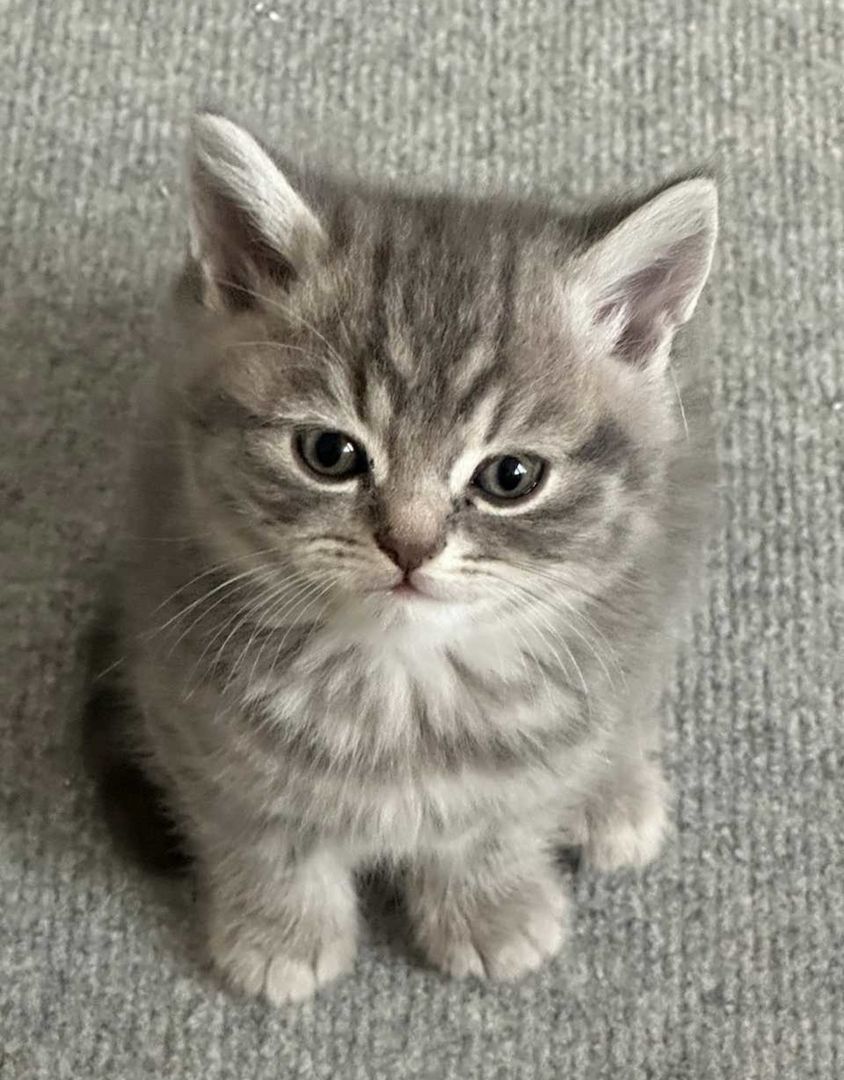 BKH Kitten