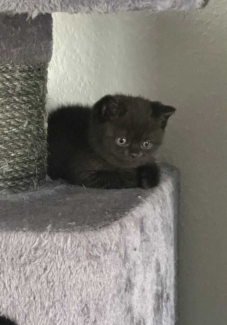 BKH Kitten