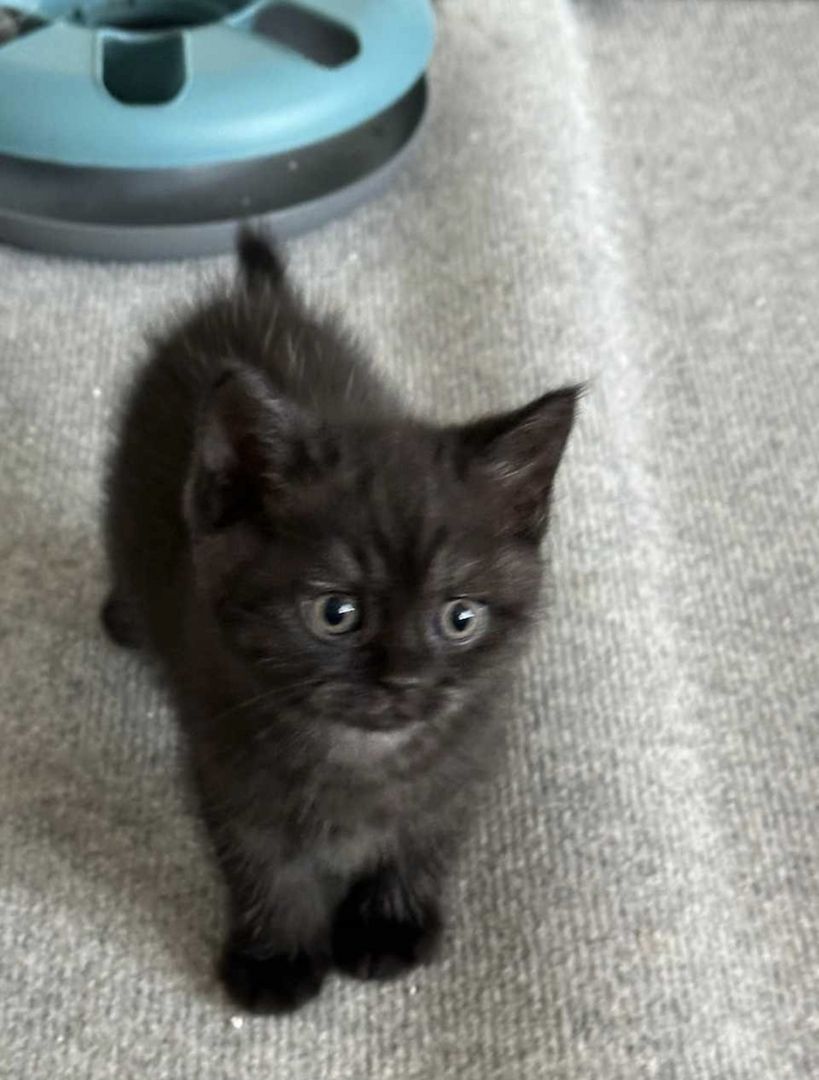 BKH Kitten