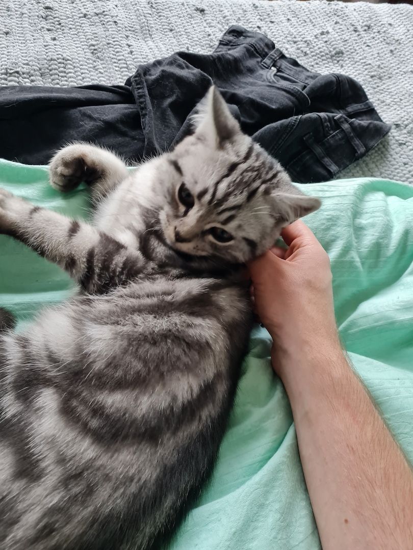 BKH Kitten Blacl Silver Tabby