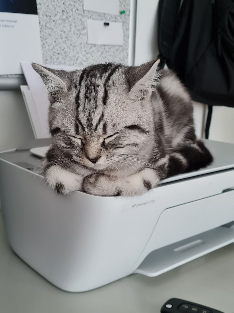 BKH Kitten Blacl Silver Tabby