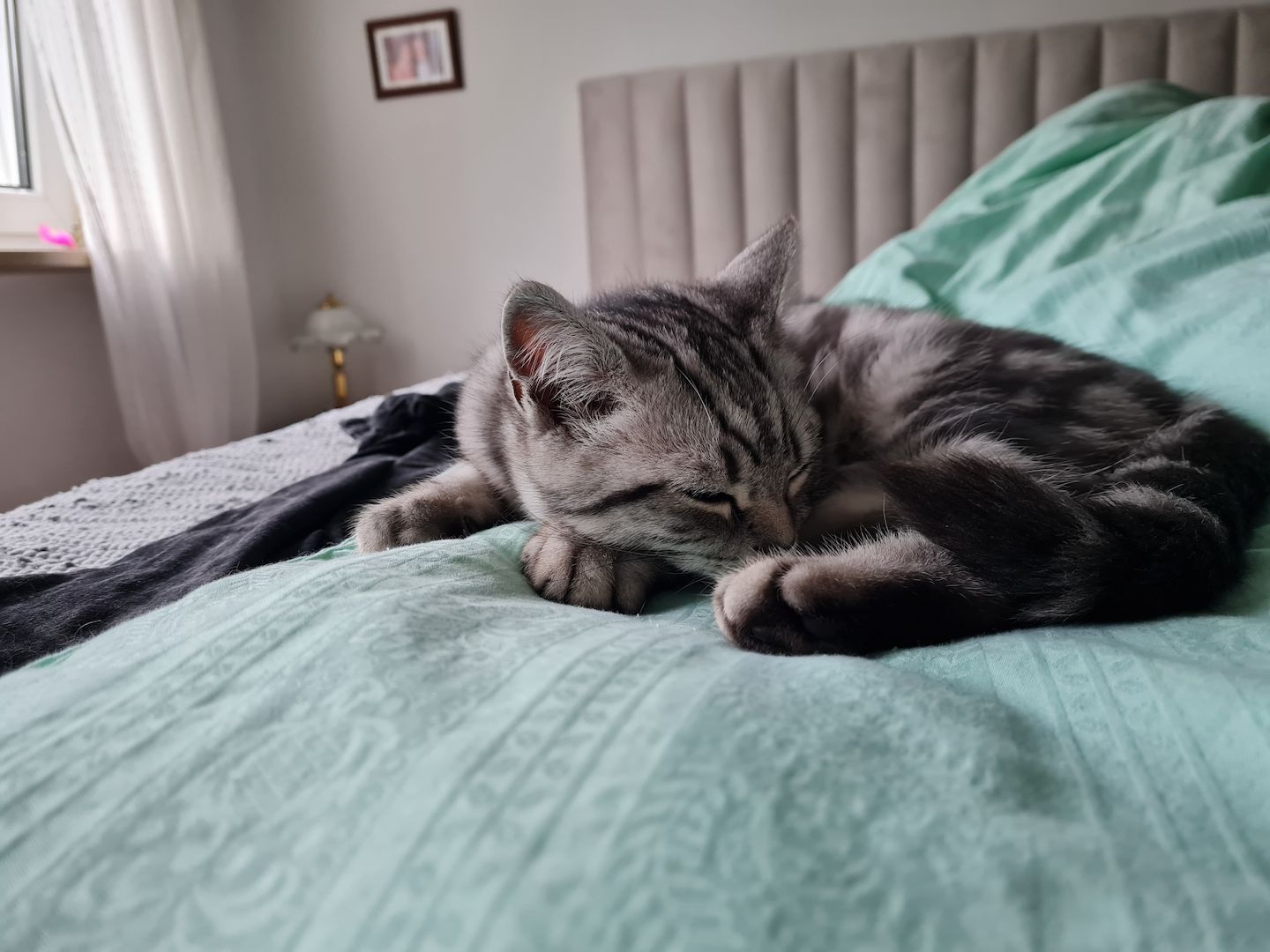 BKH Kitten Blacl Silver Tabby