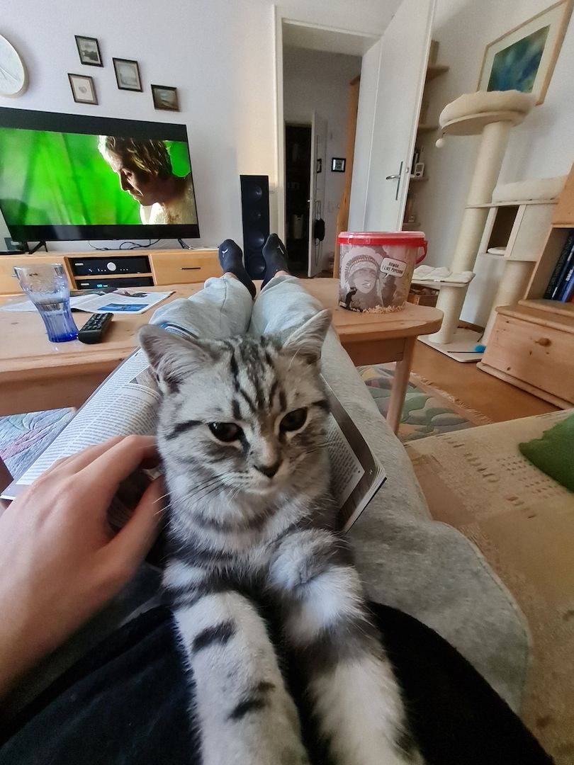 BKH Kitten Blacl Silver Tabby