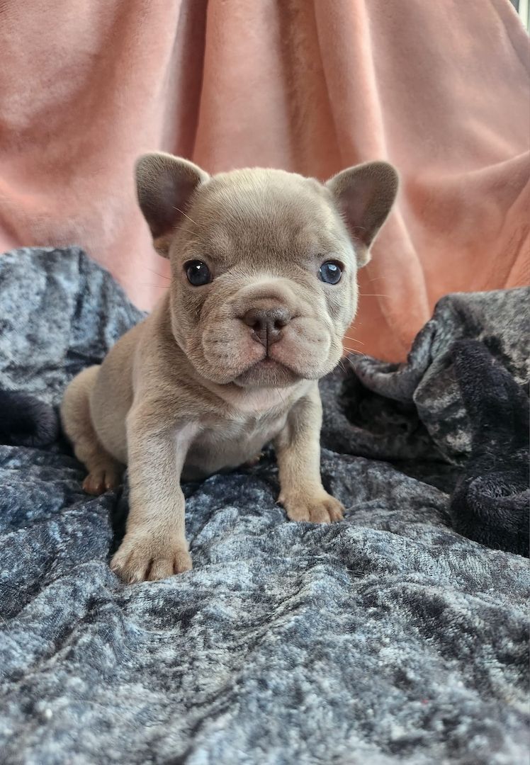 Unsere French Bulli Babys dürfen Mitte Nov in ihr neues Zuhause 