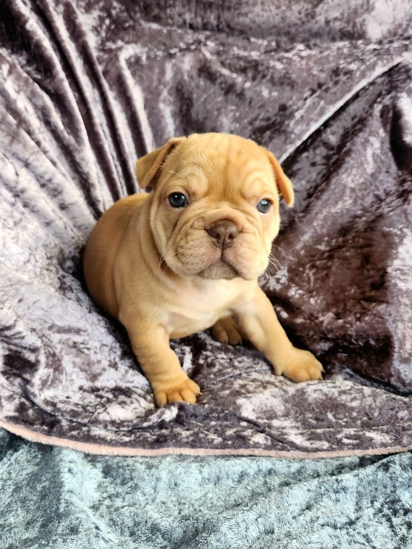 Unsere French Bulli Babys dürfen Mitte Nov in ihr neues Zuhause 